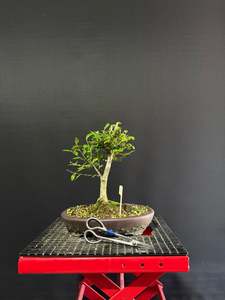 Bonsai: Chinese Elm