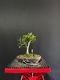 Chinese Elm