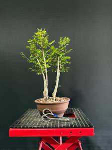 Bonsai: Chinese Elm Clump