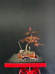 Bonsai: Japanese Maple