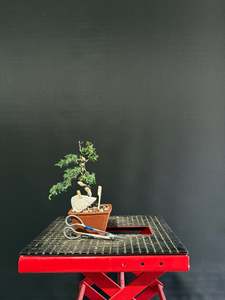 Bonsai: Juniper x media blaauw