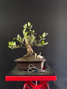 Bonsai: Feijoa