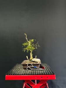 Bonsai: Kowhai