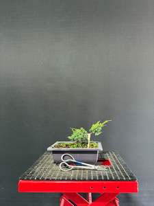 Pre Bonsai: Juniper x media blaauw