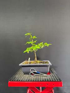 Pre Bonsai: European Hornbeam