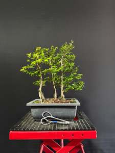 Pre Bonsai: Chinese Elm Forest