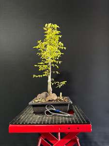 Pre Bonsai: Japanese Elm