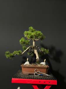 Bonsai: Mugo Pine