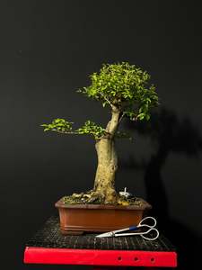 Bonsai: Chinese Privet