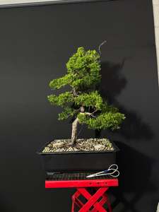 Bonsai: Kaizuka Juniper