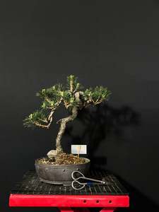 Bonsai: Japanese Black Pine