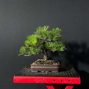 Bonsai: Mugo Pine Bonsai