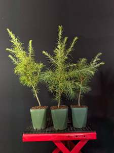Pre Bonsai: Deodar Cedar