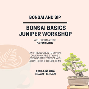 Bonsai Basics Juniper Workshop- 20th June 10am