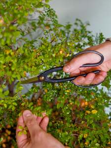 Tools And Wire: WAZAKURA Ashinaga Scissors -Made in Japan