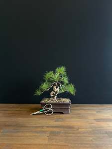 Bonsai: Scots Pine
