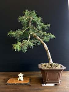 Bonsai: White Fir