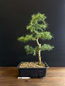 Bonsai: Himalayan Cedar