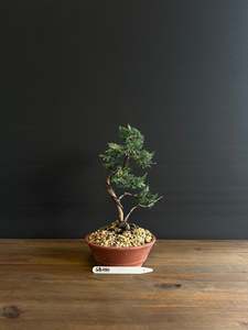 Bonsai: Juniperus x media blaauw
