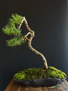 Radiata Pine Bonsai