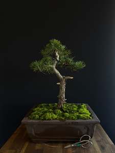 Pine Bonsai