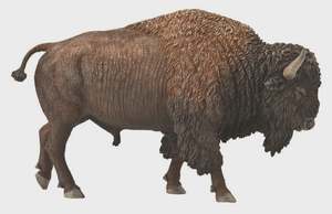 Collectables: Collect A - American Bison