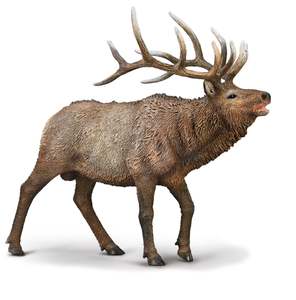 Collectables: Collect A - Wapiti