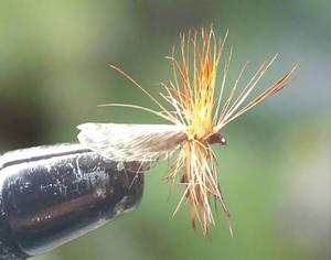 Recommended Seguno: Passion Vine Hopper (3)