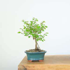 Chinese Elm (Indoor)