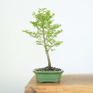 Chinese Elm (Indoor)