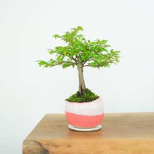 Artisan: Chinese Elm № 7 (Indoor)