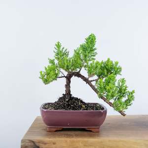 Junipers: Japanese Juniper