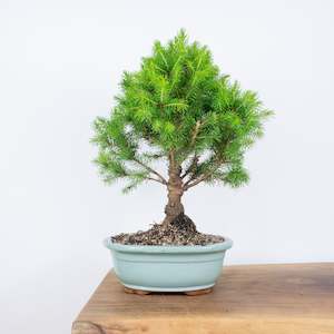 Spruce Christmas Tree