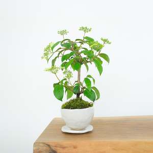 Japanese Snowball № 2