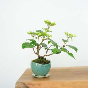 Japanese Snowball № 7