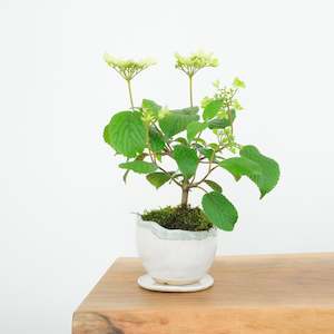 Japanese Snowball № 6