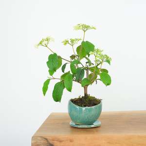 Artisan Range: Japanese Snowball № 5