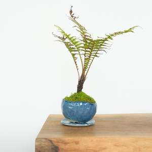 Artisan Range: Tree Fern № 1