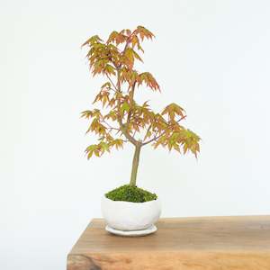 Japanese Maple № 3