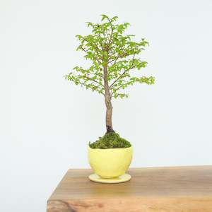 Artisan Range: Chinese Elm № 2 (Indoor)