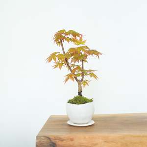 Japanese Maple № 5
