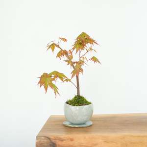 Artisan Range: Japanese Maple № 4