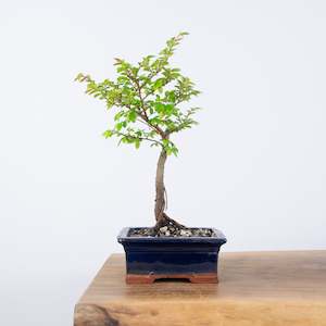 Elm: Chinese Elm (Indoor)