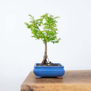 Chinese Elm (Indoor)