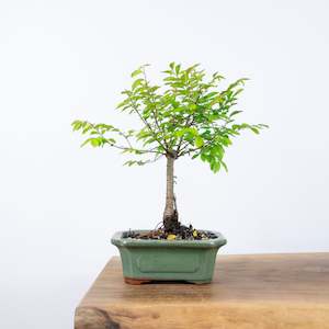 Chinese Elm (Indoor)