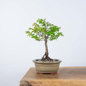 Chinese Elm (Indoor)