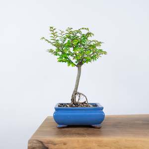 Chinese Elm (Indoor)