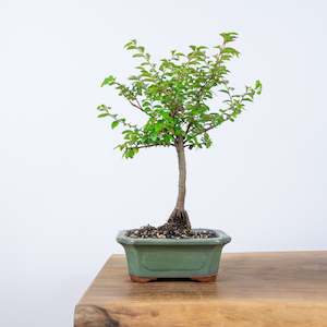 Chinese Elm (Indoor)