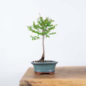 Chinese Elm (Indoor)