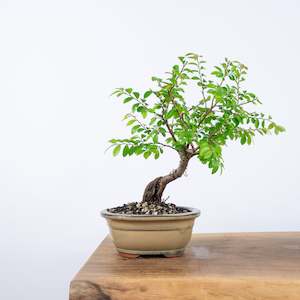 Chinese Elm (Indoor)